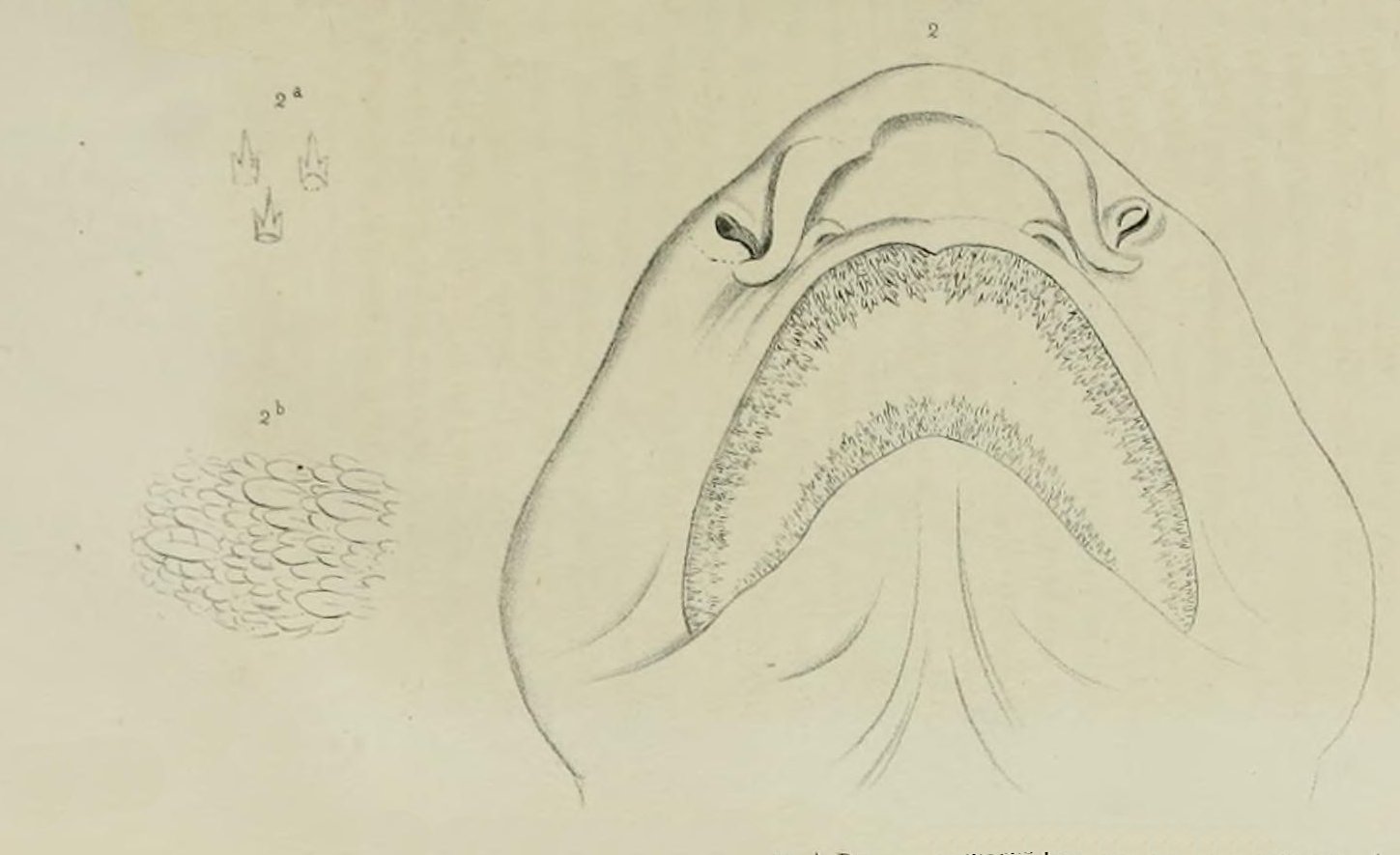Cephaloscyllium laticeps SharkReferences